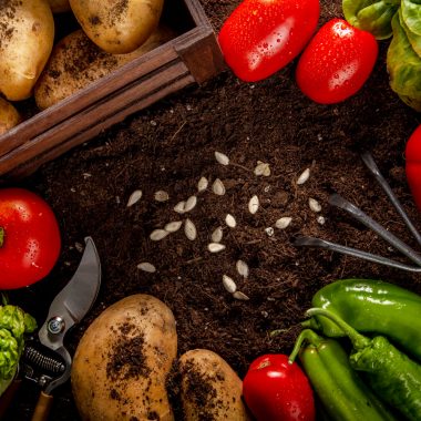 Tipuri de legume pe care le poți planta din semințe